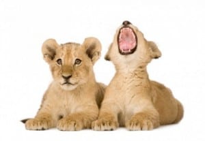What Young Lions Can Teach Us Old Cats