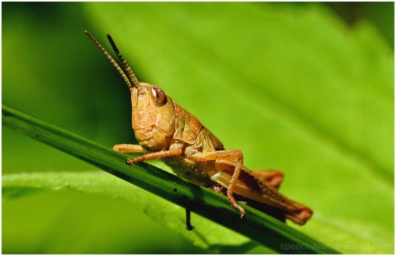The Future of Natural Foods May Have Us Eating Crickets, Not Just Hearing Them.