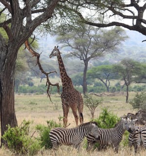 What an African Safari Can Teach You About Client Service