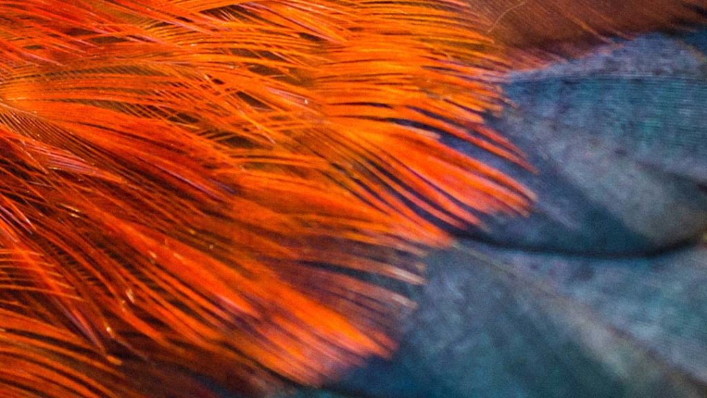 Red feathers on dark blue feather background