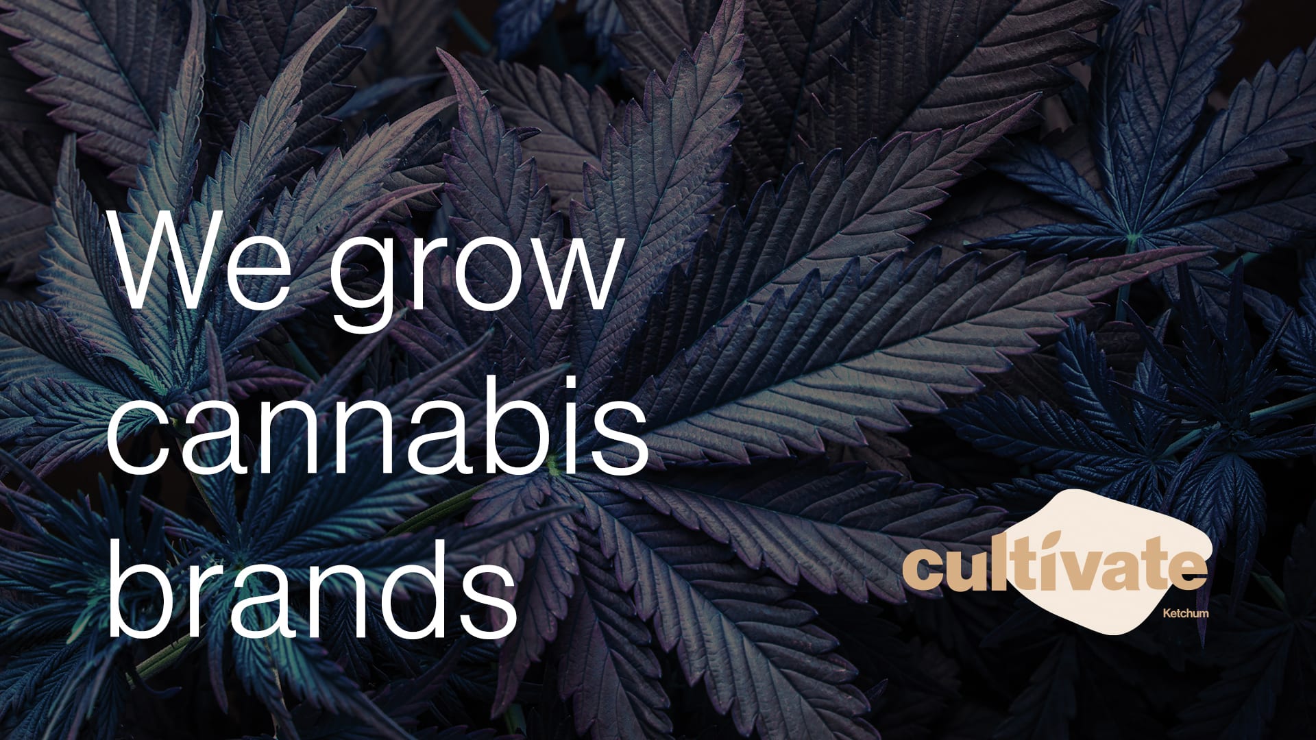 Cannabis leaves with the text, ‘we grow cannabis brands'