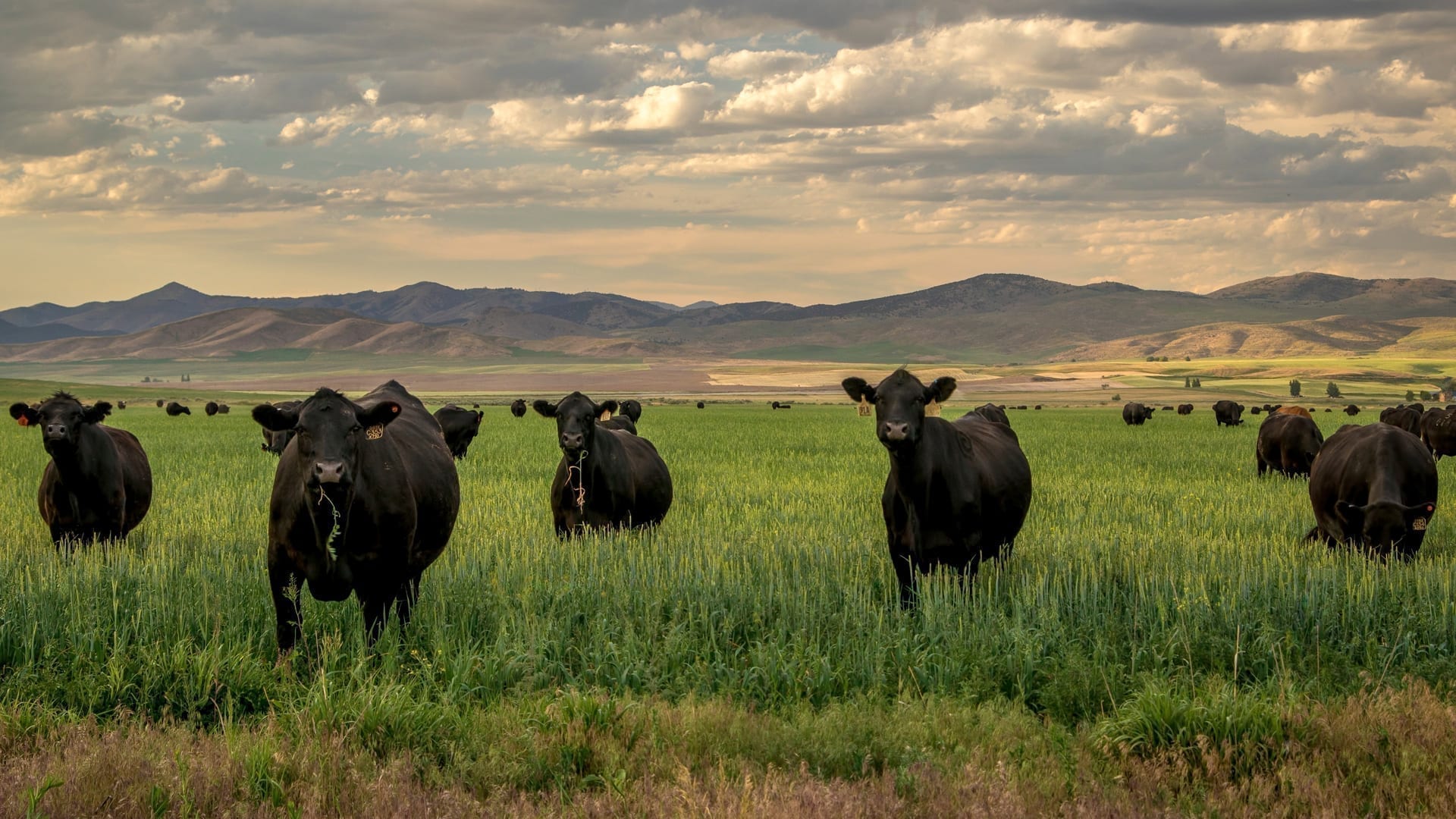 There Are No Good Guys or Bad Guys in Food - herd of black angus cattle in grass field